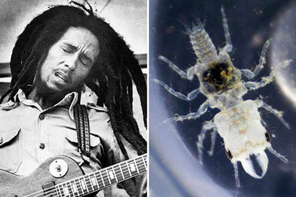 Kejutan, binatang laut dinamai Bob Marley! thumbnail